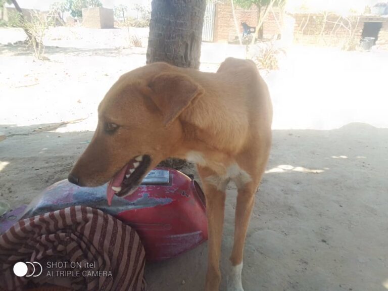 Santé animale : la propagation et la persistance de l’épidémie chez les chiens dans la capitale inquiètent les propriétaires d’animaux.