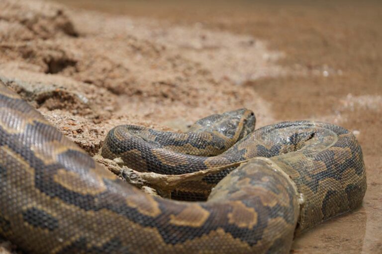 🔴 Kanem : aucune nouvelle présence de python signalée à Mondo